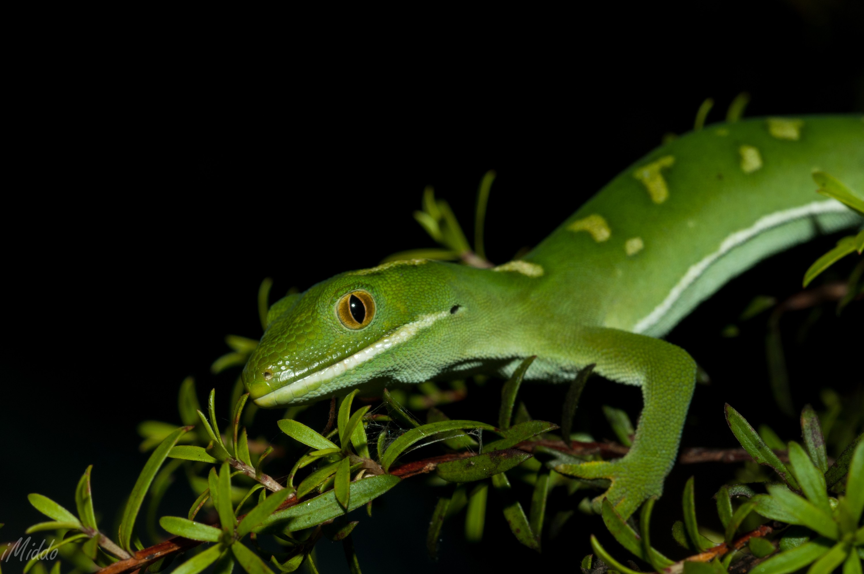 _DSC0383 – Auckland, green, gecko, Naultinus, elegans, elegans, home, lizard, irene, reptiles, rare, cold, blood, new, new zealand, zealand, nz, irene, nov16